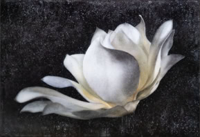 Orbit, 50x72inch original painting of a celestial Magnolia flower, by influential photo-encaustic artist Maggie Hasbrouck, with elements of Zen design, sensuality, and magical realism