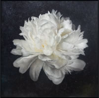 Moonlit Peony 48x48 original painting of a floating white peony flower, by influential photo-encaustic artist Maggie Hasbrouck, with elements of Zen design, sensuality, and magical realism